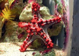 The red-knobbed starfish (Protoreaster linckii).