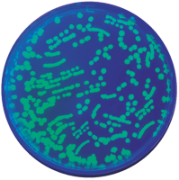 Transformation of bacteria with GFP. ©Edvotek 2014