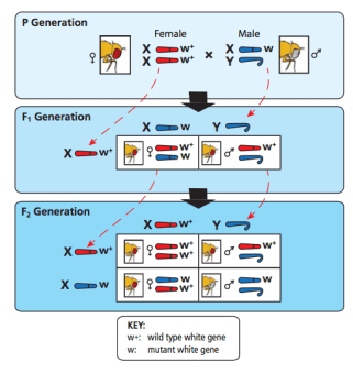 Thomas Hunt Morgan used fruit flies to link genes to chromosomes. ©Edvotek 2014