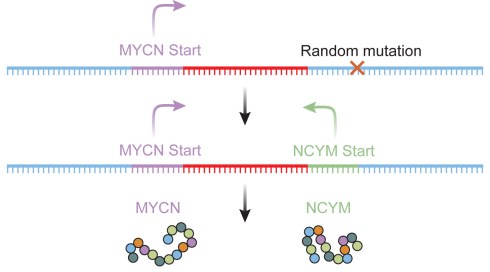 The de novo mutation that produces the NCYM gene.