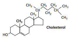 The structure of cholesterol. Image ©Edvotek 2014.