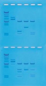Cleavage of DNA with Restriction Enzymes ©Edvotek 2014