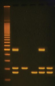 PCR Amplification of DNA sequences used in GM organisms.  ©Edvotek 2014 