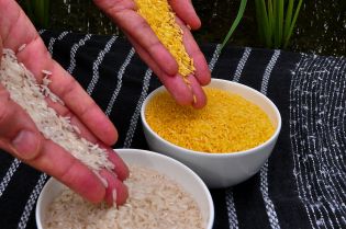 Appearance of white rice (L) versus Golden rice (L).  The golden color comes from beta-carotine.  © IRRI 