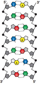 Figure 1:  The molecular structure of DNA.