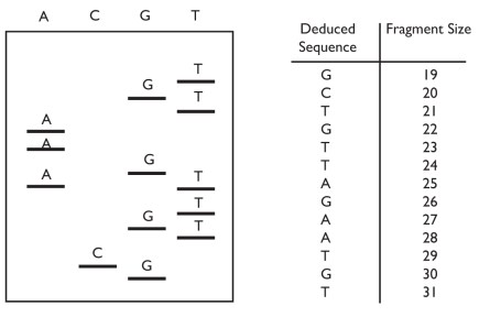 Fig. 4:  Analyzing Sanger sequencing by electrophoresis