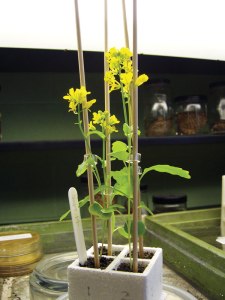 Plant Pigment Chromatography and Photosynthesis ©Edvotek 2014