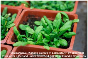 NEWS_10.13.15_Arabidopsis_Fig1