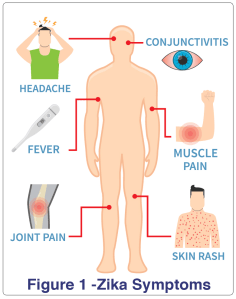 NEWS_11.21.16_Zika_Fig1