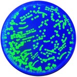 NEWS_3.18.16_Colony_PCR_Thumb