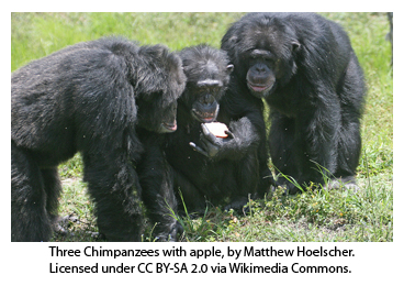 NEWS_3.9.15_Chimpanzees_Fig1.jpg