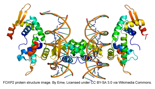 NEWS_3.9.15_FOXP2_PDB_Fig3.jpg