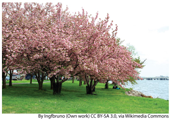 NEWS_3.24.15_DC-Cherry-Blossoms