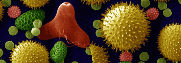 NEWS_3.24.15_Spring_Allergies_Banner