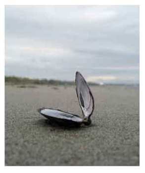 NEWS_4.22.15_shell_beach