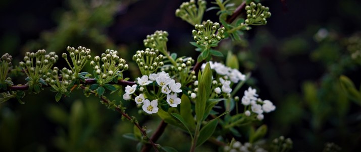 spring-awakening-4946958_1920