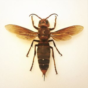 1024px-Vespa_Mandarinia_Magnifica_-_Filippo_Turetta