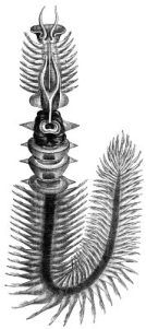 Chaetopterus