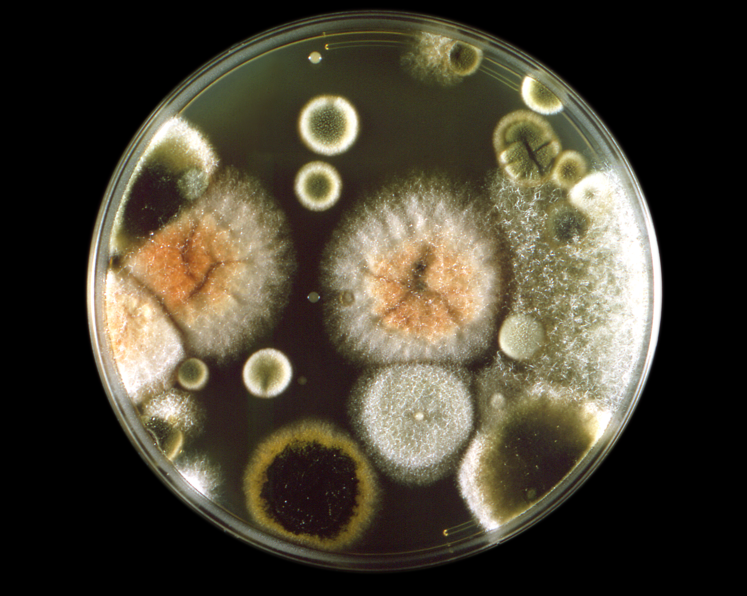 Microbiy Shell Microbe hunting – The Official Blog of Edvotek®