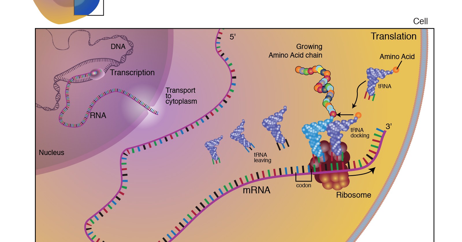 All about Messenger RNA Medicines – The Official Blog of Edvotek®
