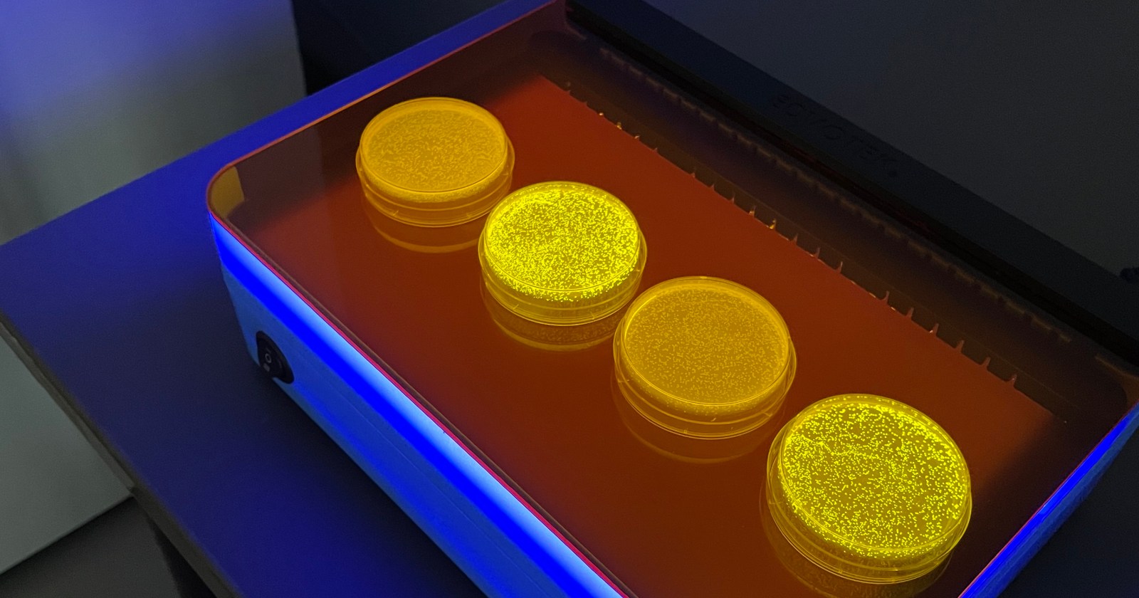 All About Experiment 303: Exploring Biotechnology with Green