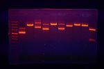 How to Draw a Plasmid Map – The Official Blog of Edvotek®