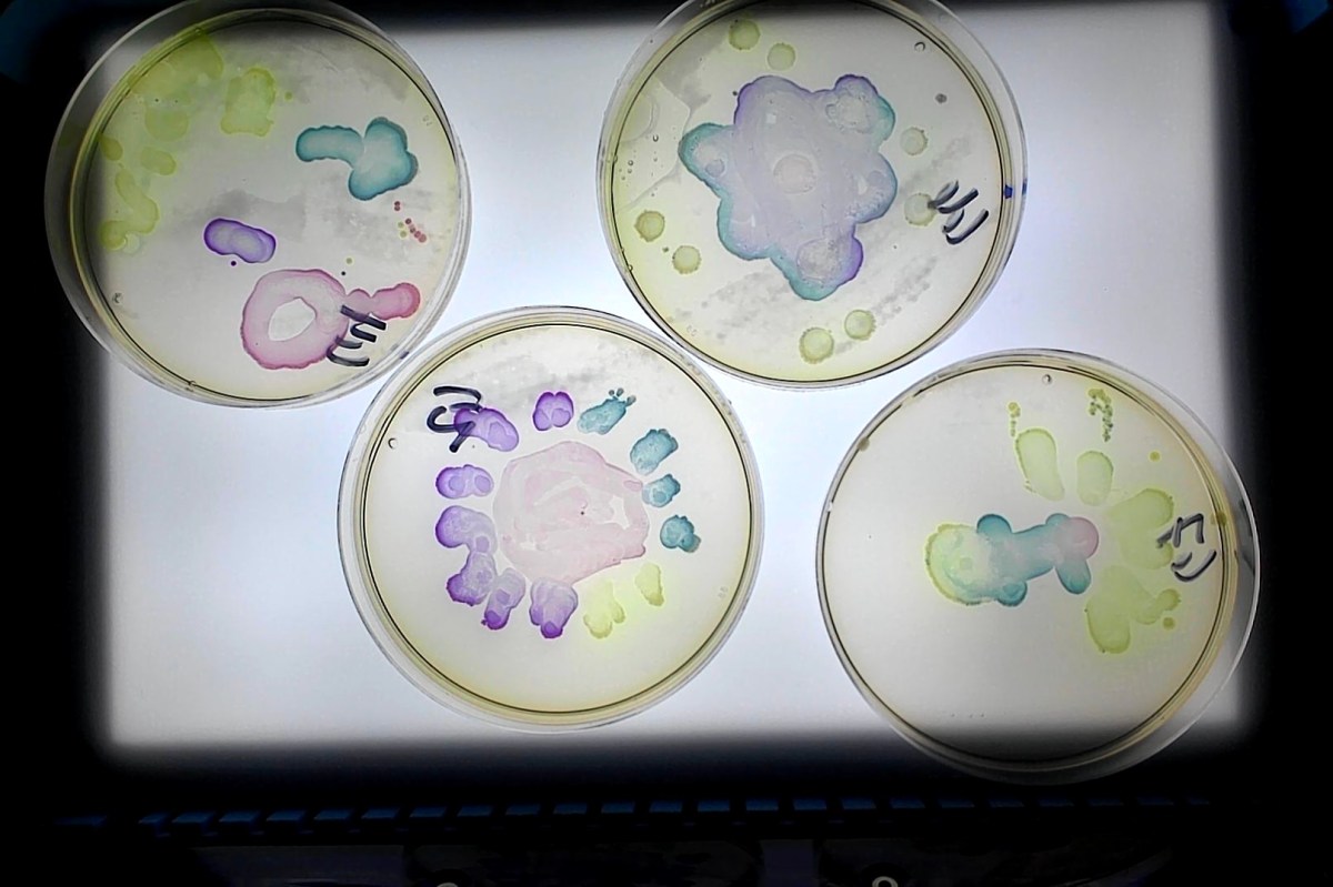 Agar Art A Summer Steam Activity The Official Blog Of Edvotek