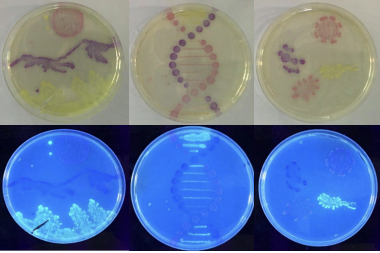 Agar Art A Summer Steam Activity The Official Blog Of Edvotek