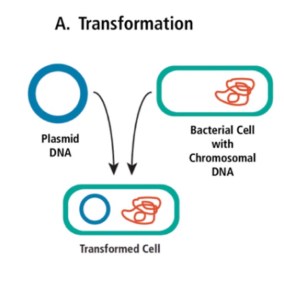 Biotech Basics: Transformation and Conjugation – The Official Blog of ...